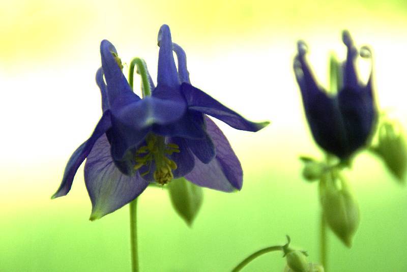 Unser Orchideenpark Bild Nr.050